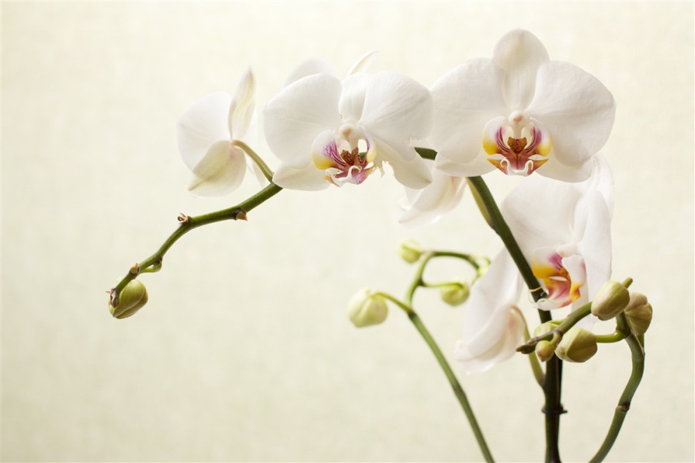 Last Product image