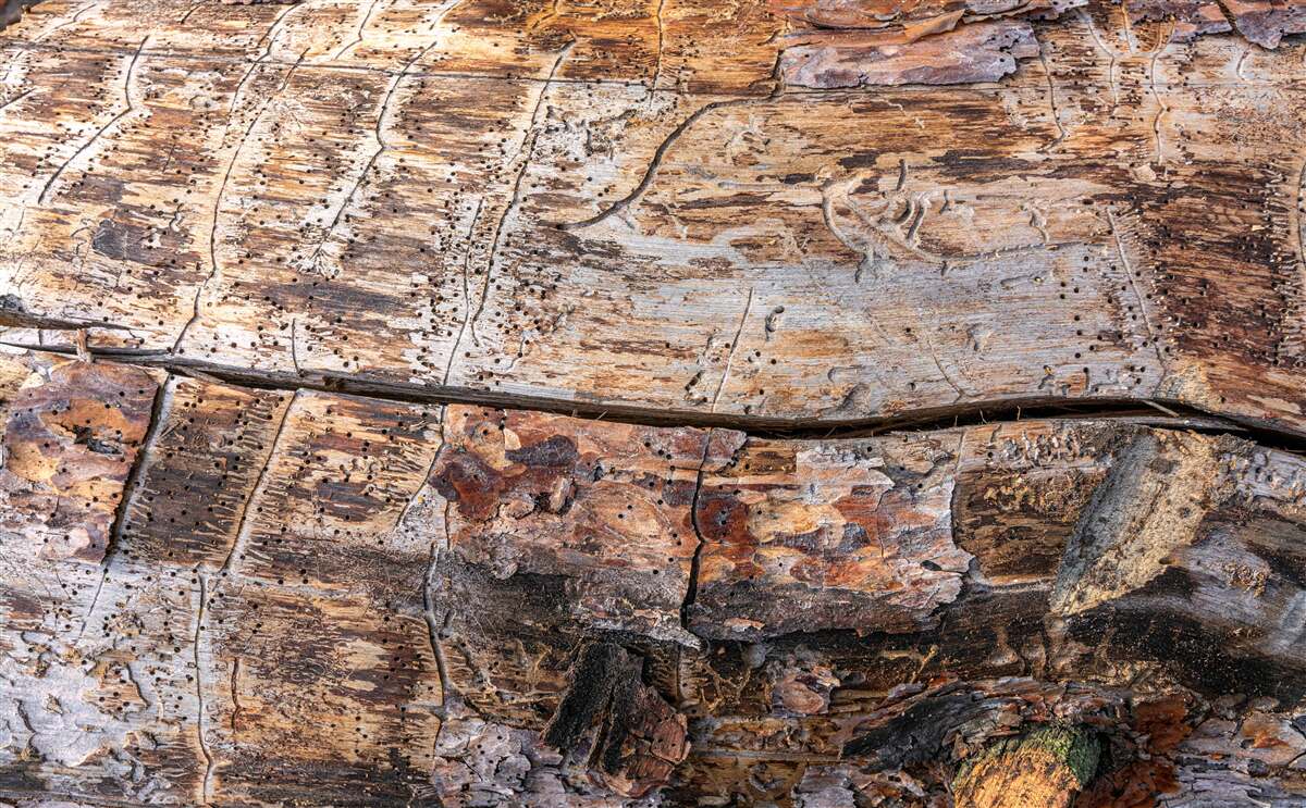 Fototapeta struktura gnijącego materiału drzewnego