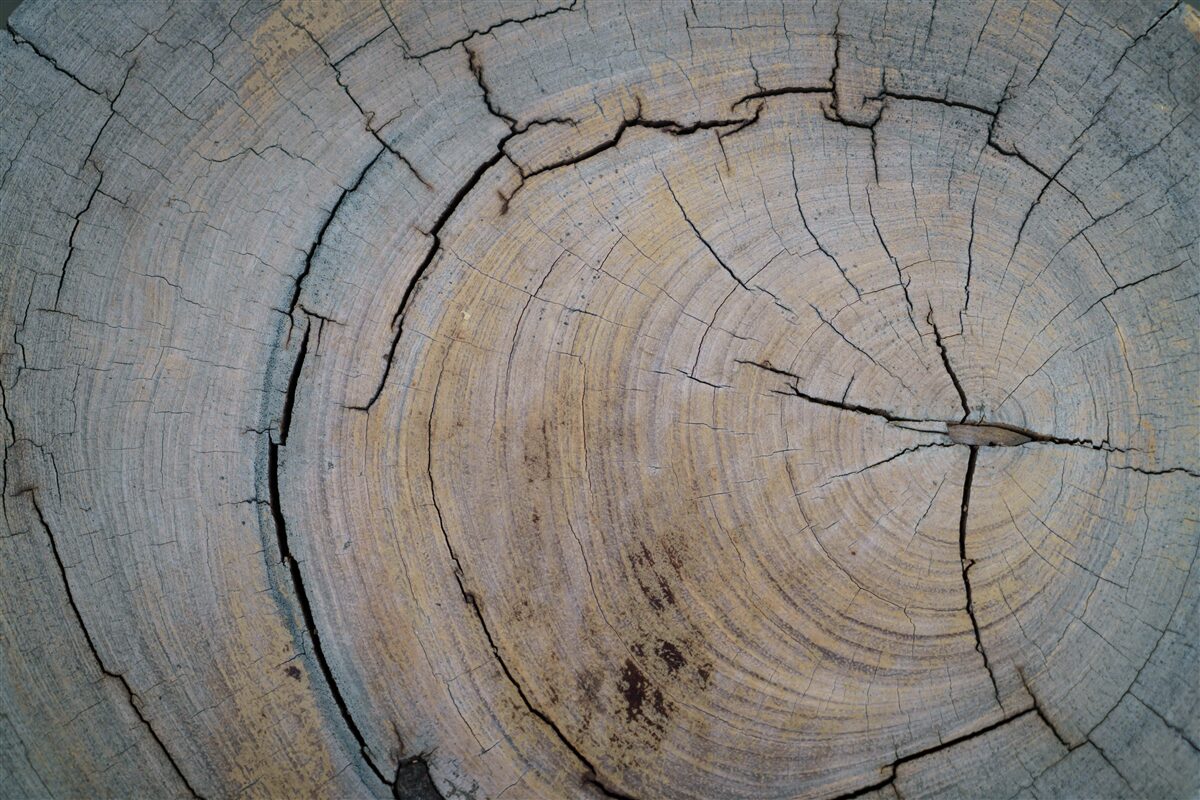 Fototapeta szczegółowy widok pnia drzewa