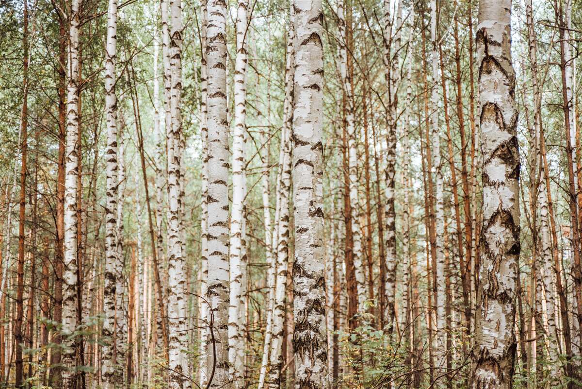 Fototapeta brzozy sledryny stoją w zielonym lesie
