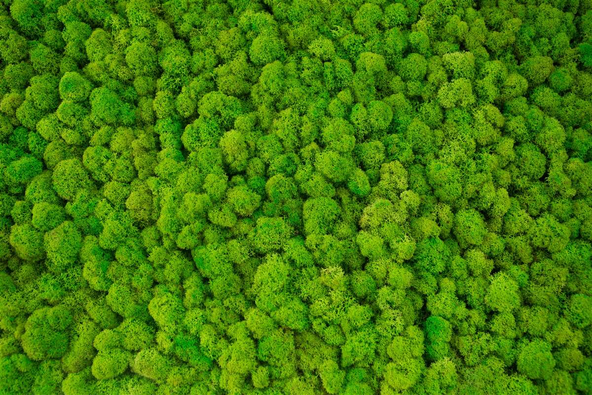 Fototapeta gęste wierzchołki zielonych leśnych gigantów