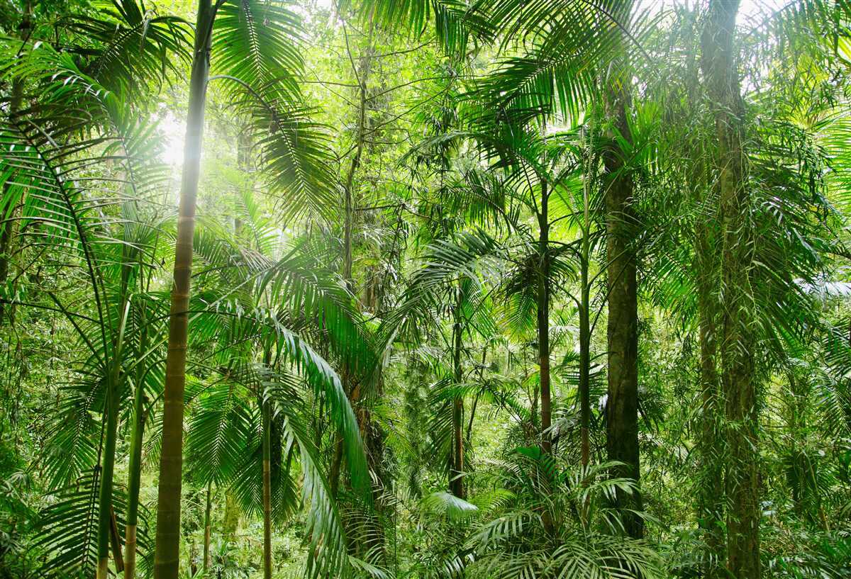Fototapeta bujna roślinność na zalesionym terenie