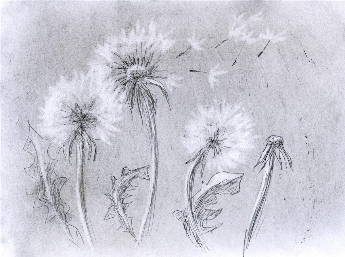 Fototapeta podróż delikatnego mniszka lekarskiego w powietrzu