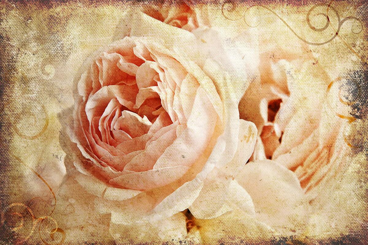 Fototapeta dwa zabytkowe różowe kwiaty