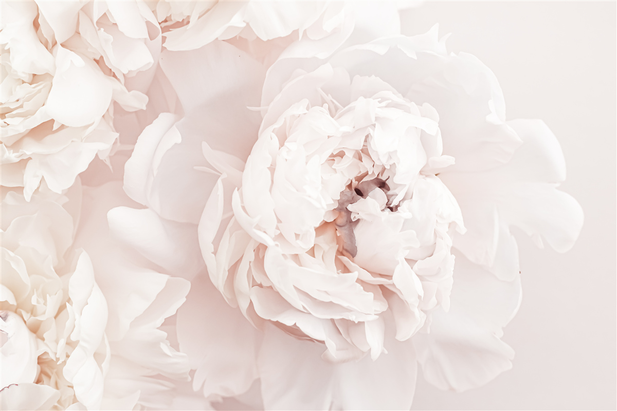 Fototapeta piwonia o delikatnej pastelowej urodzie