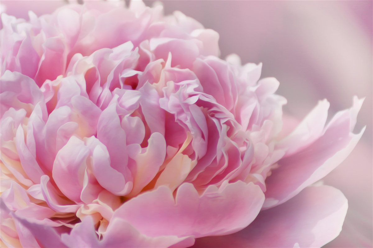 Fototapeta bliskie ujęcie mleczno kwitnącej piwonii