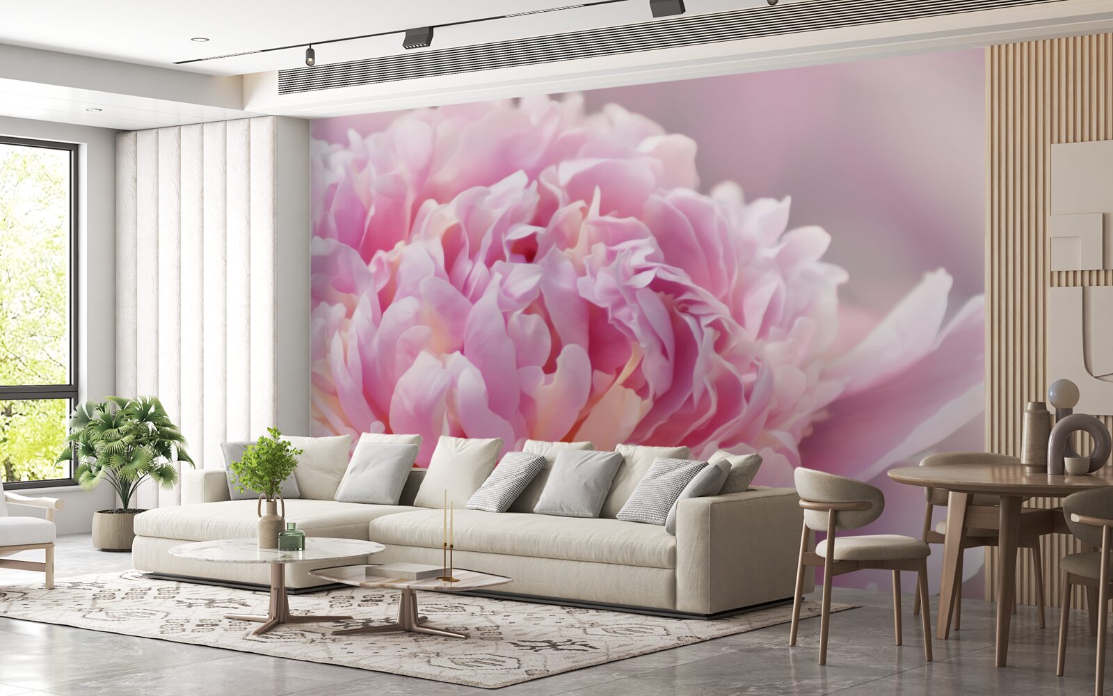 Fototapeta bliskie ujęcie mleczno kwitnącej piwonii