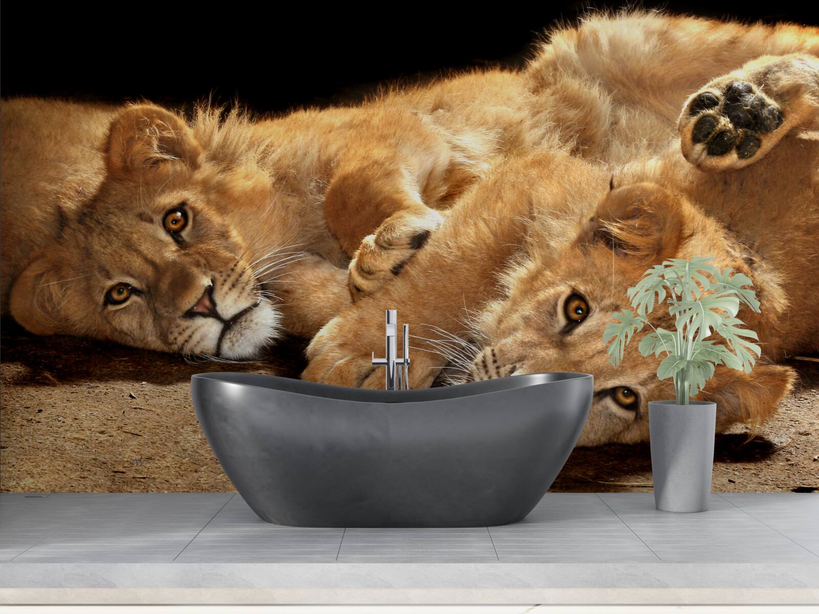 Fototapeta młode lwy bawią się na ziemi