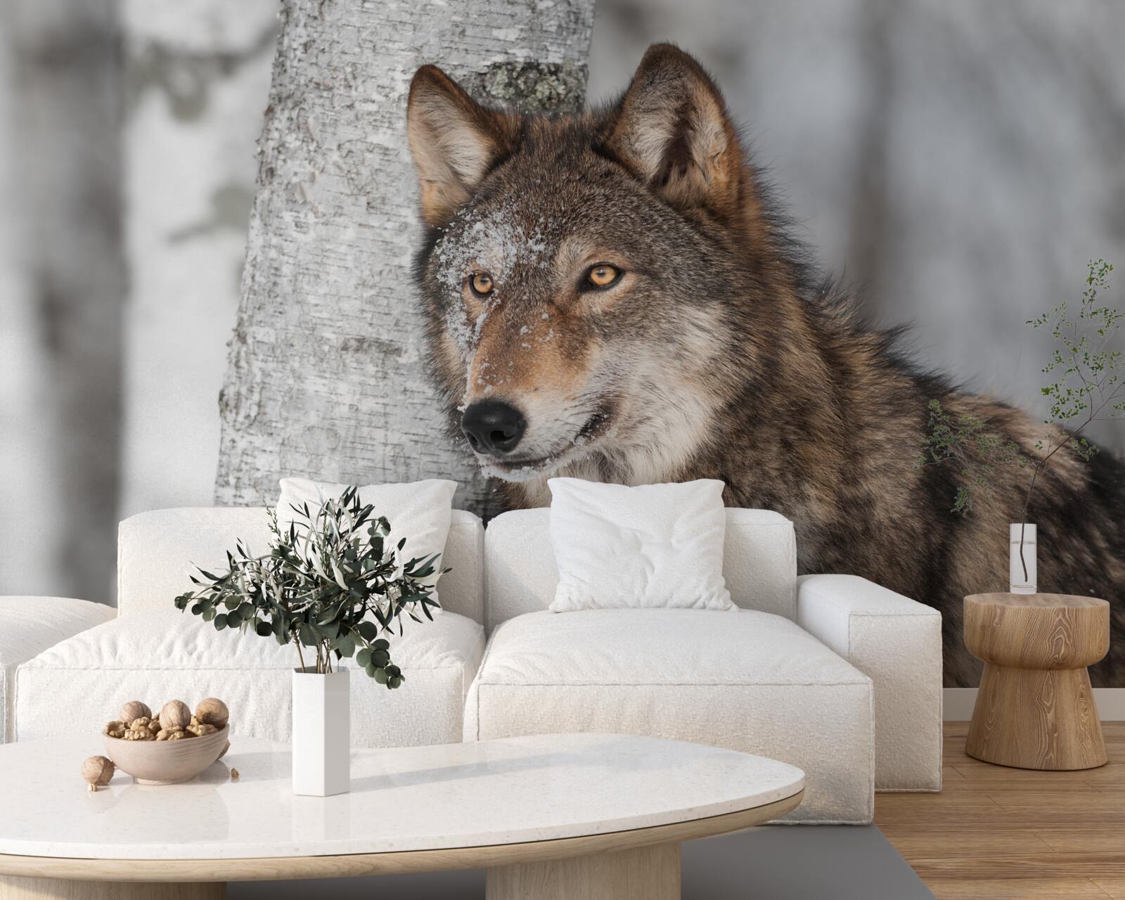 Fototapeta wilk koloru cynamonowego wpadł w zasadzkę obok brzozy