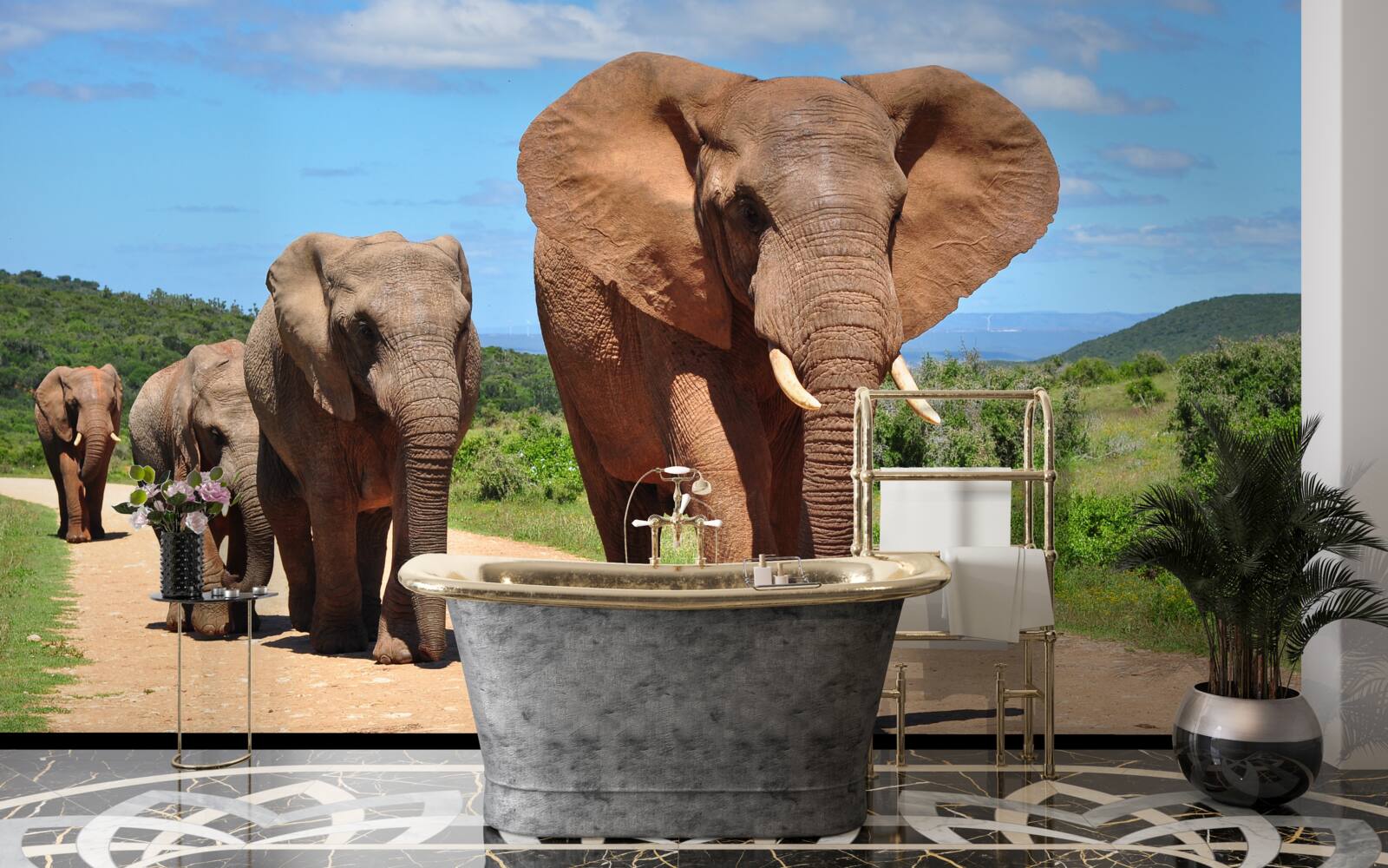 Fototapeta grupa słoni wraca do domu przez piaszczysty teren