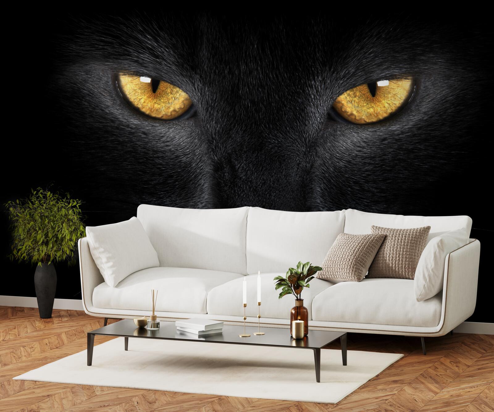 Fototapeta przenikliwe spojrzenie czarnego kota