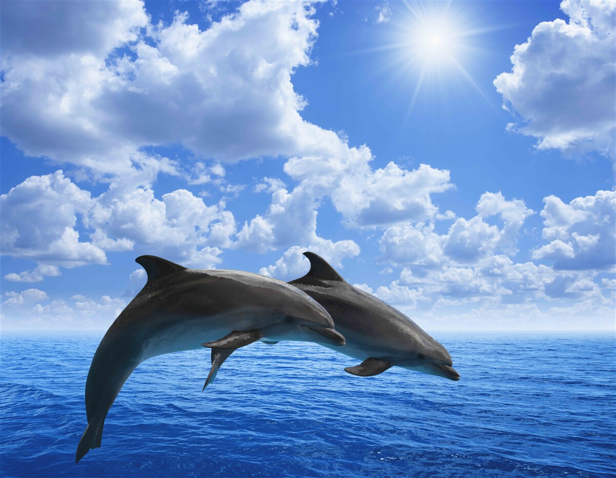 Fototapeta delfiny skaczące nad powierzchnią wody