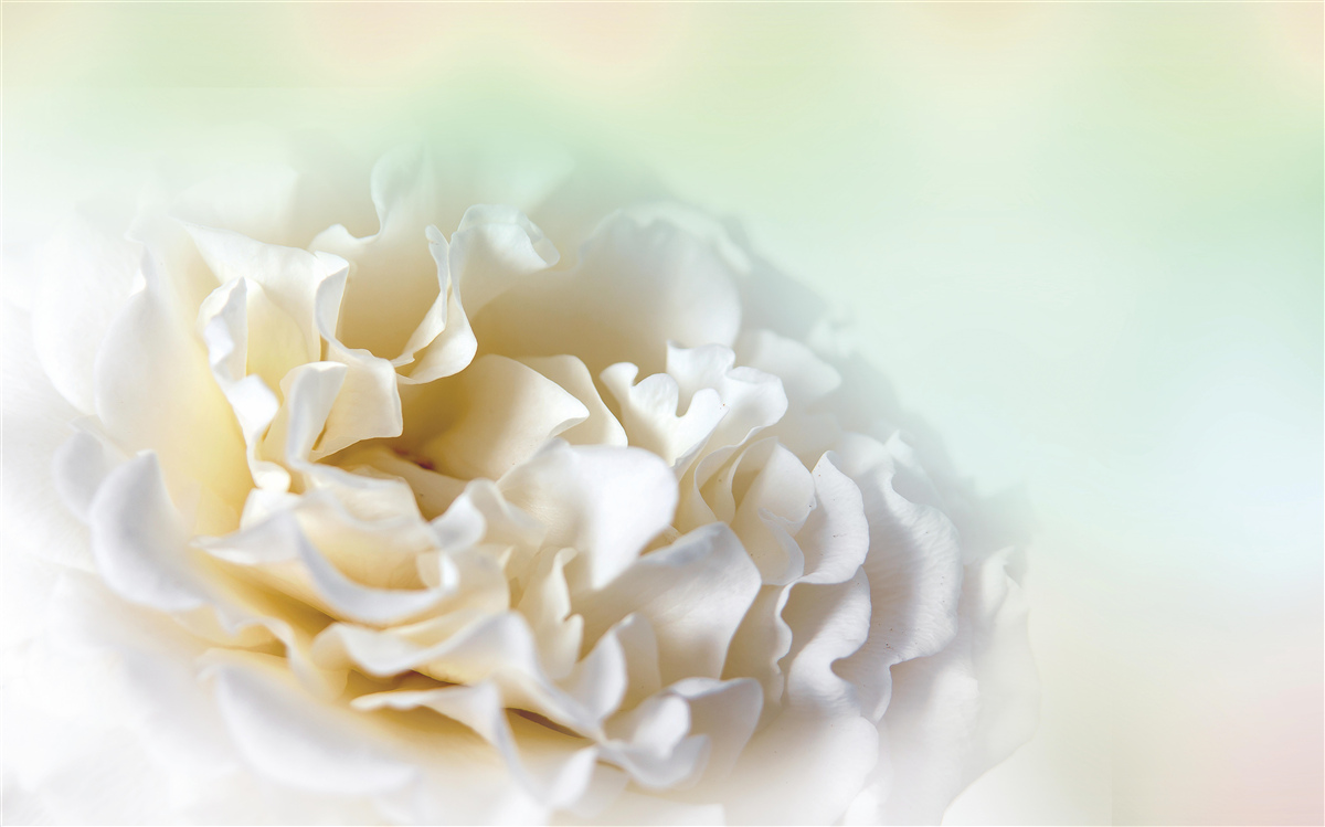 Fototapeta tło piwonii w kremowych i puszystych odcieniach