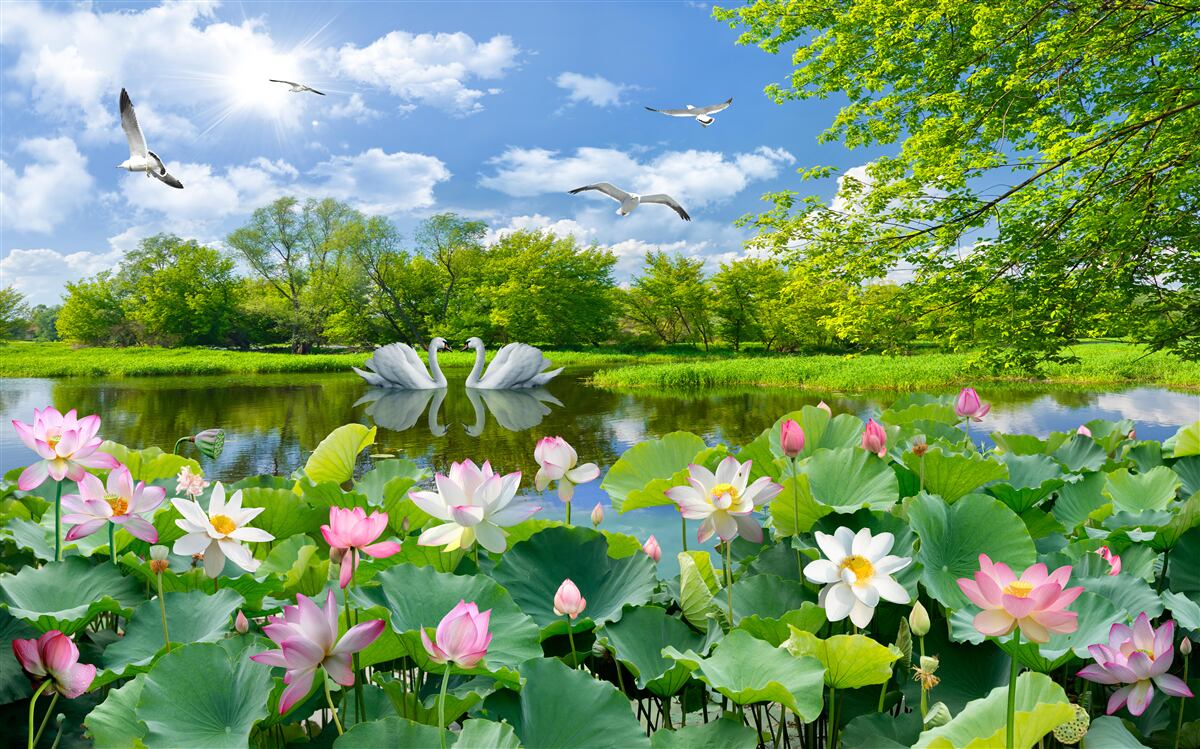 Fototapeta dwa łabędzie pływają po stawie z liliami wodnymi