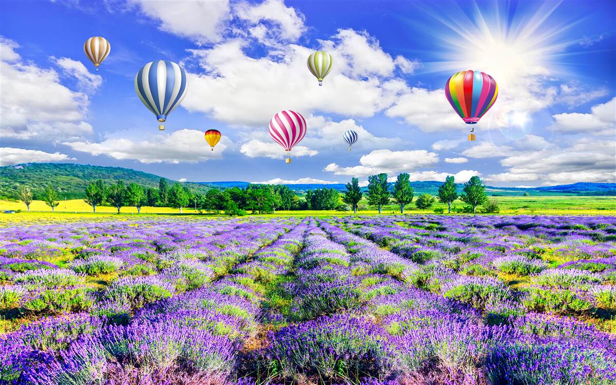 Fototapeta lot balonem nad polem lawendy