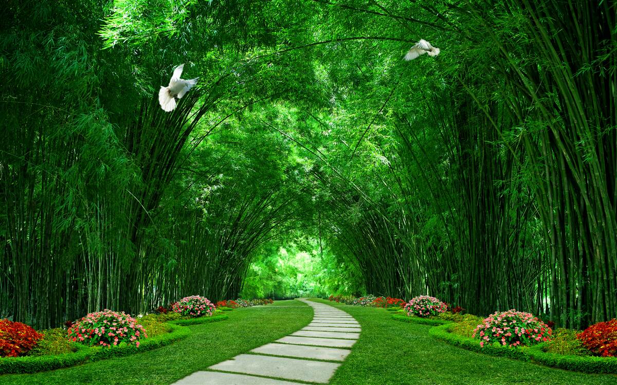 Fototapeta Ścieżka przez tunel utworzony przez korony drzew