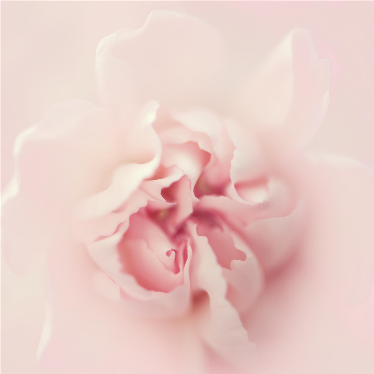 Fototapeta szczegółowy obraz serca różowego kwiatu