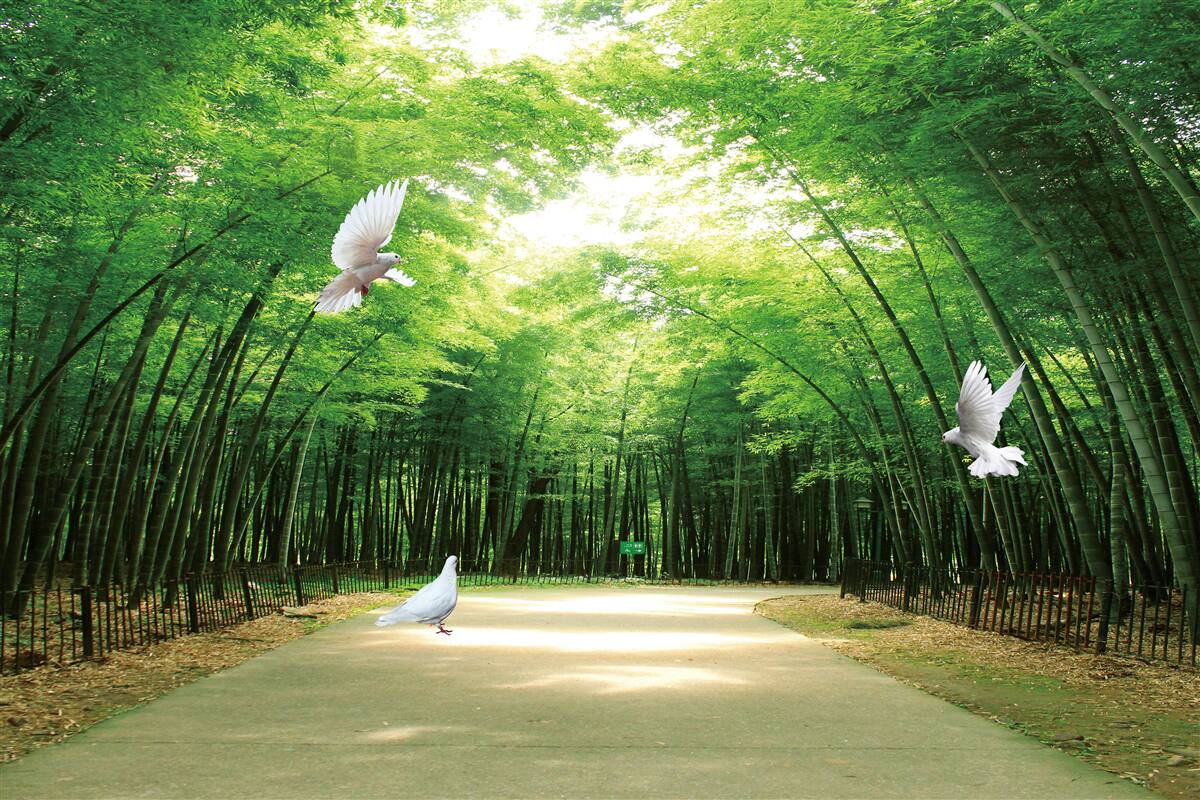 Fototapeta wejdź do ogrodu botanicznego, zagospodarowanego i zamieszkanego przez gołębie