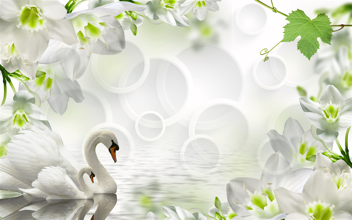 Fototapeta białe kwiaty na jeziorze wśród łabędzi