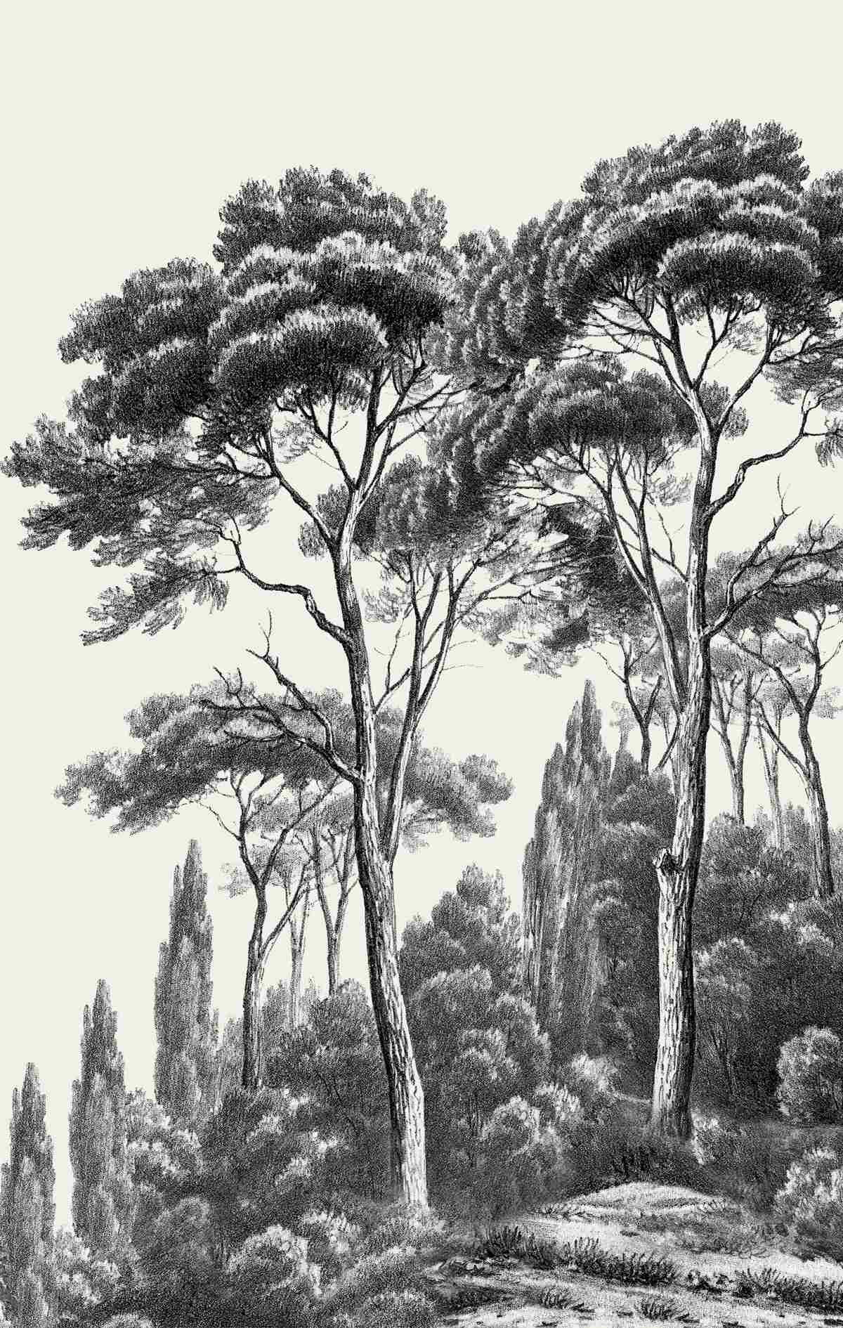 Fototapeta sosny z włoch w czarno-białych odcieniach