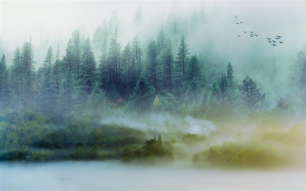 Fototapeta hipnotyzująca cisza w mglistych lasach