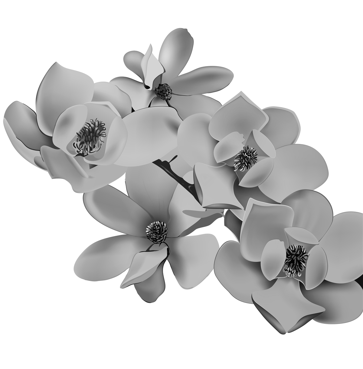 Fototapeta szkarłatne kwiaty na czystym białym tle