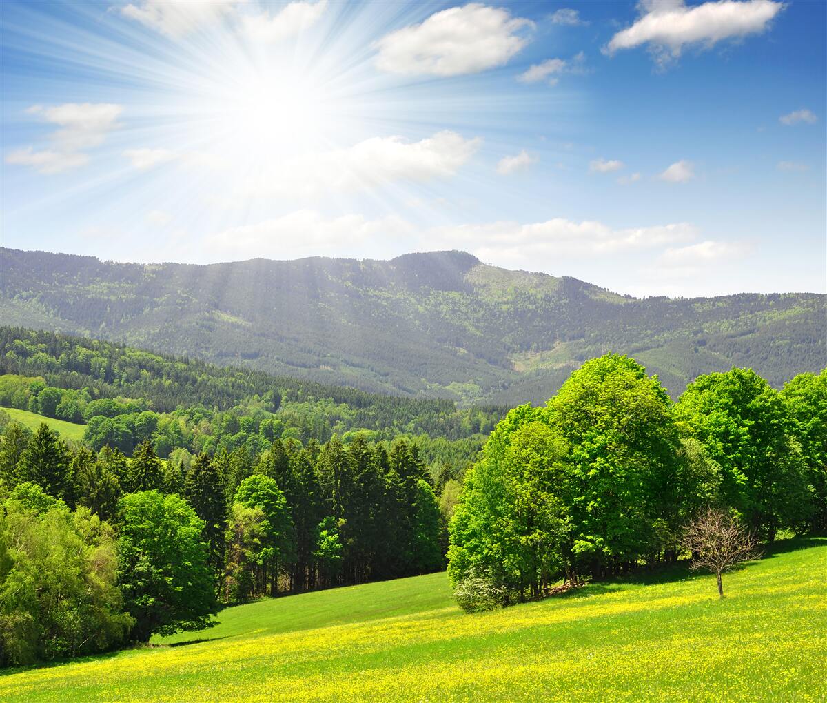 Fototapeta słońce jest w najwyższym punkcie nad zieloną łąką