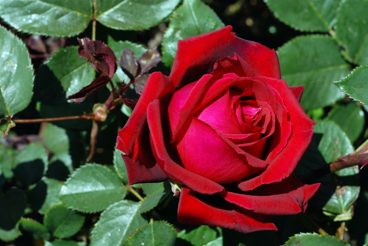 Fototapeta w ogrodzie zakwitła szkarłatna róża