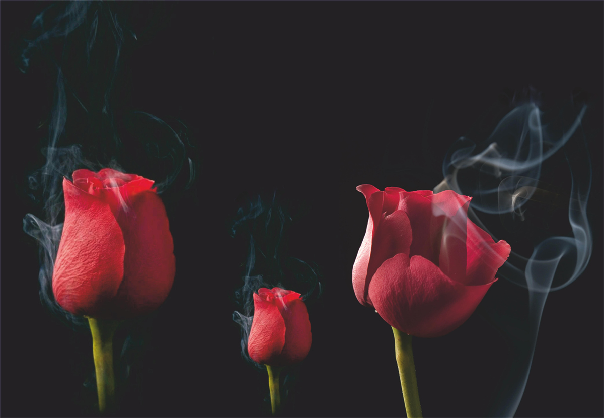 Fototapeta w dymie rozkwita czerwona róża