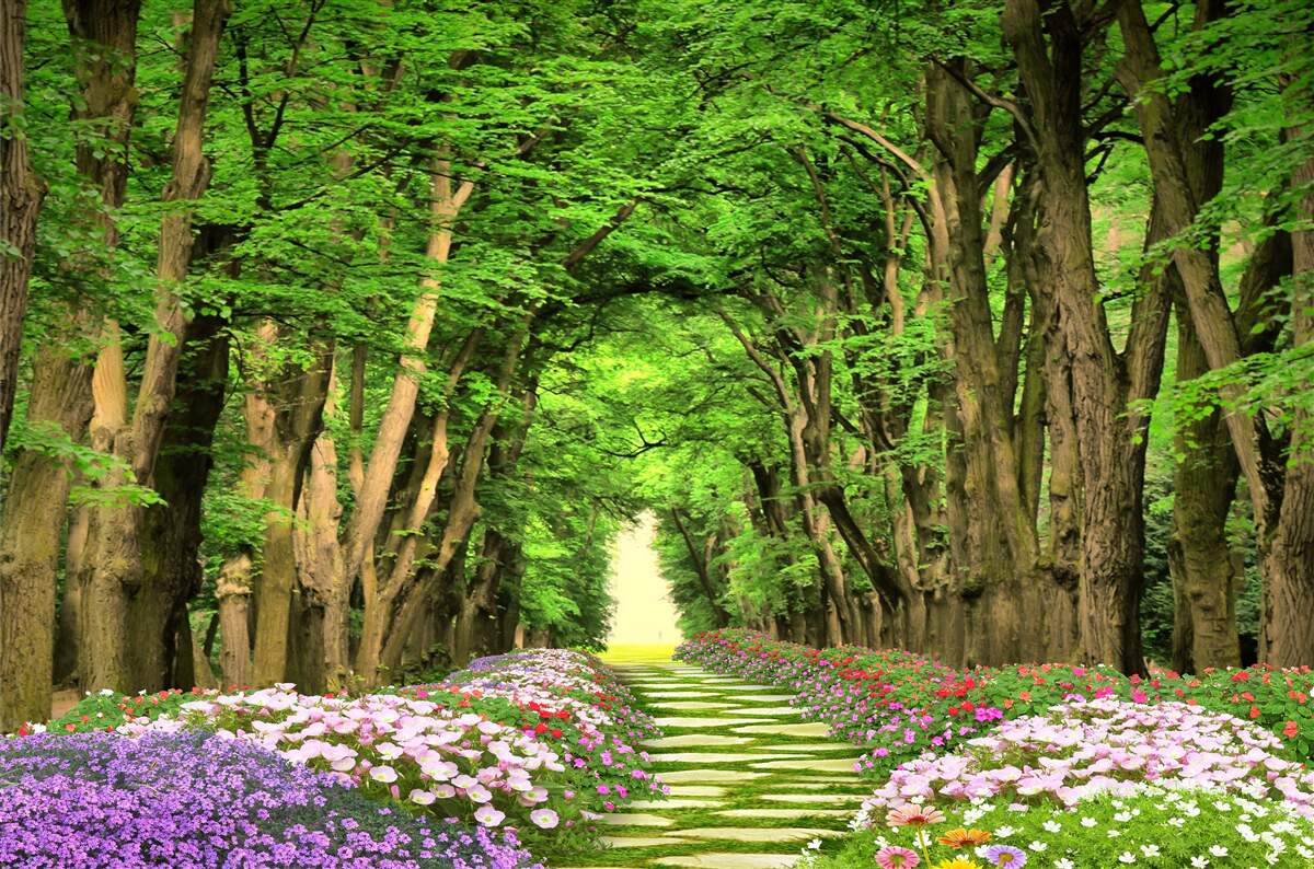 Fototapeta wygodna ścieżka przez zielone zarośla lasu