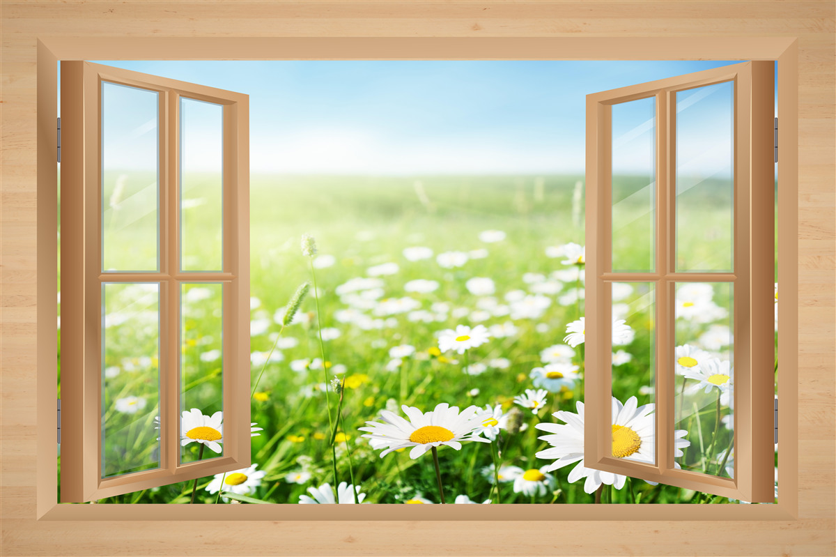 Fototapeta widok z okna na pole rumianku