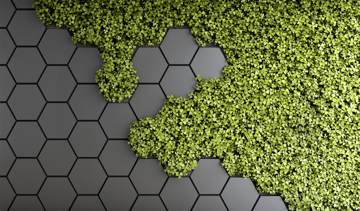 Fototapeta kamieniarka jest porośnięta zielonym mchem