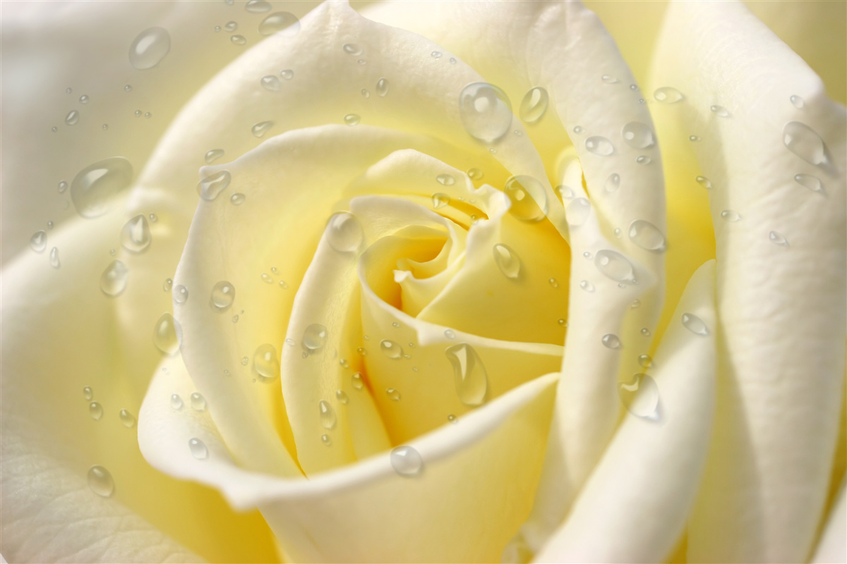 Fototapeta krople deszczu na żółtej róży