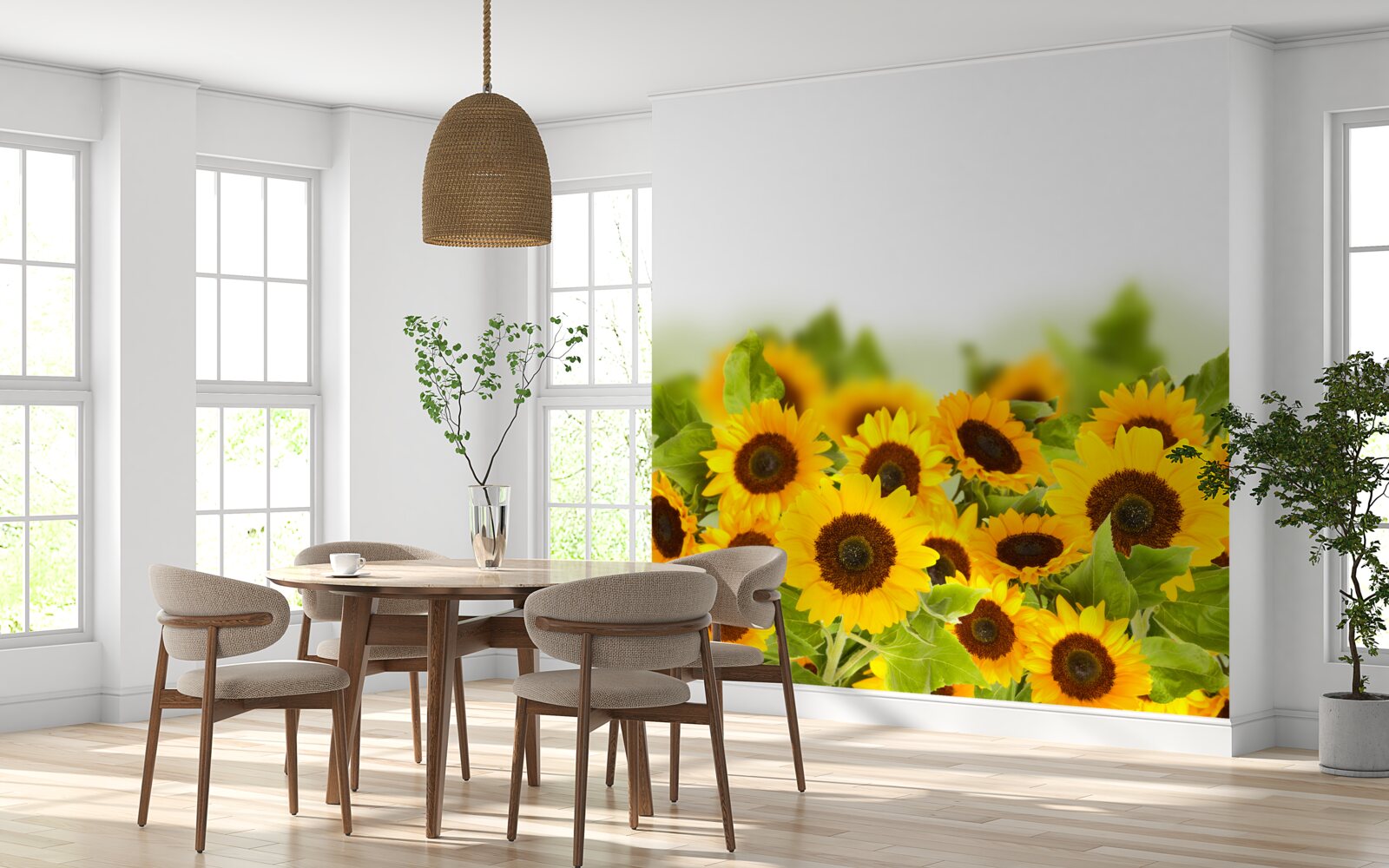 Fototapeta pole słoneczników w młodości