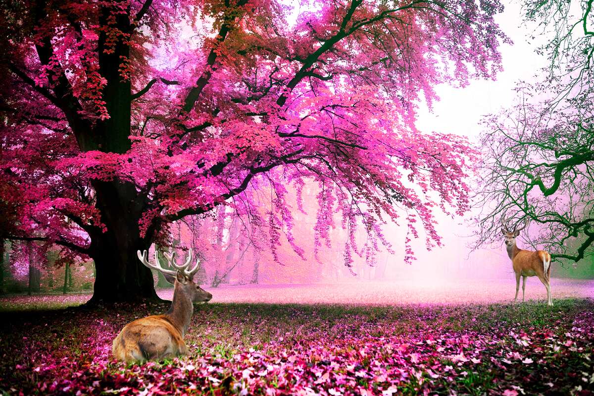 Fototapeta sakura w różu lata dookoła