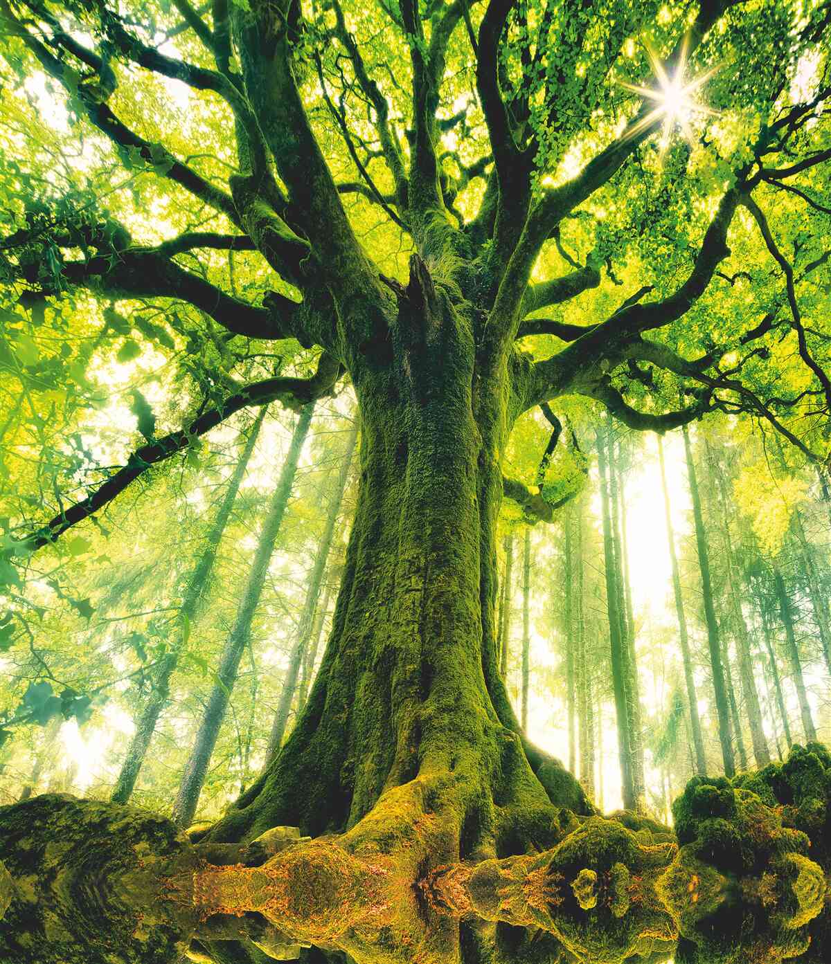 Fototapeta drzewo życia w porannym lesie