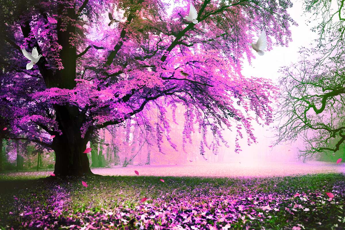 Fototapeta hipnotyzujące odcienie kwiatów wiśni