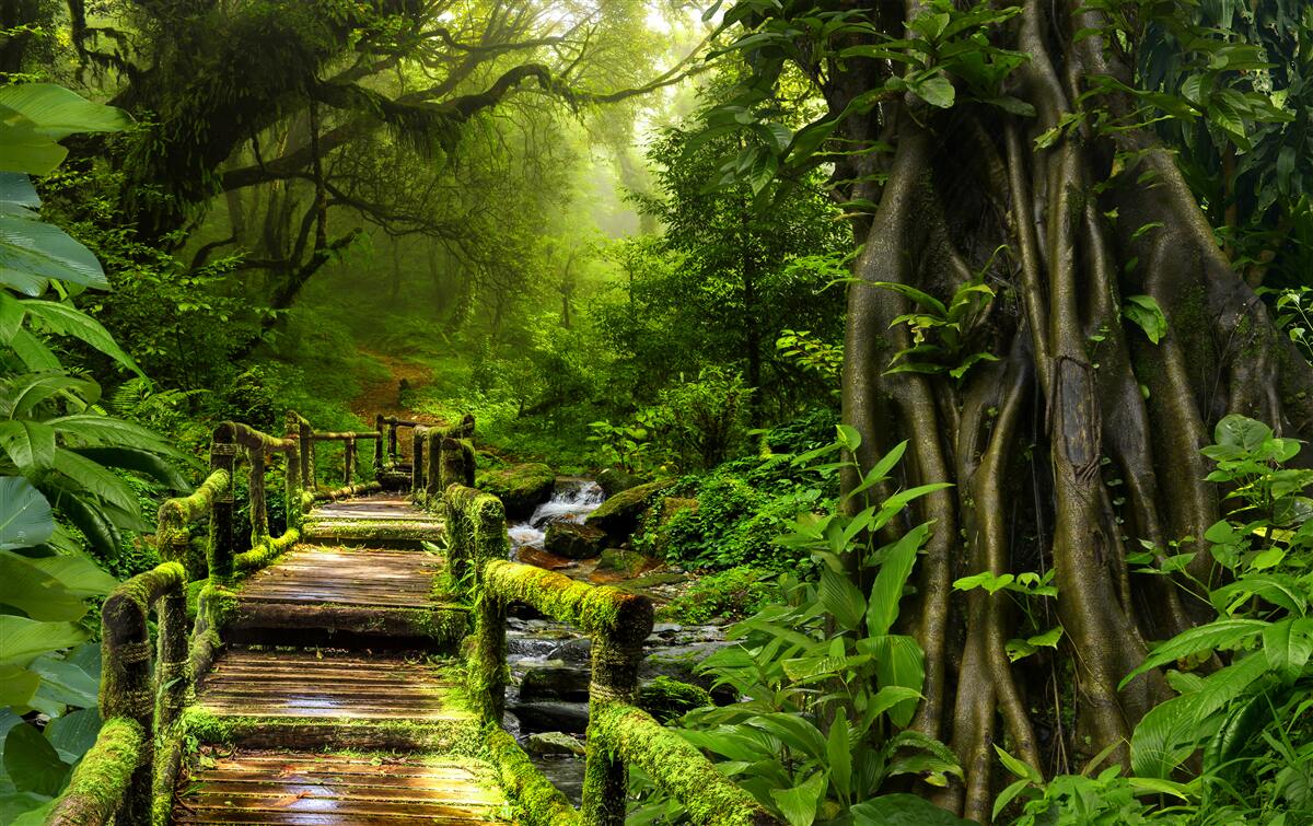 Fototapeta w azjatyckiej dżungli znajduje się wodospad