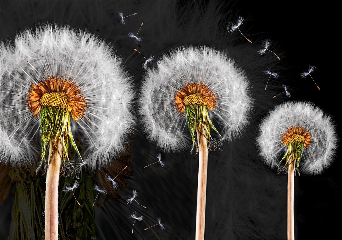 Fototapeta zwiędłe duże mlecze
