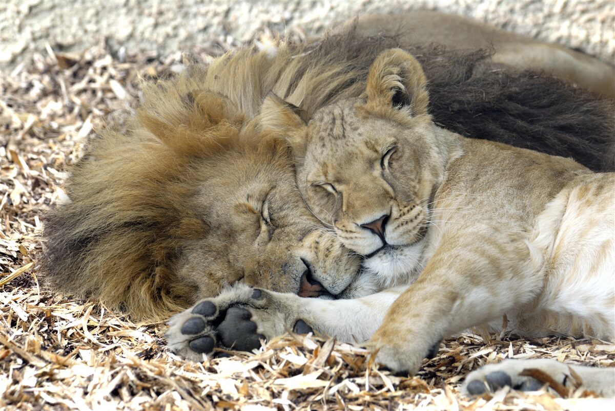 Fototapeta lew i lwica tworzące małżeństwo, sayat