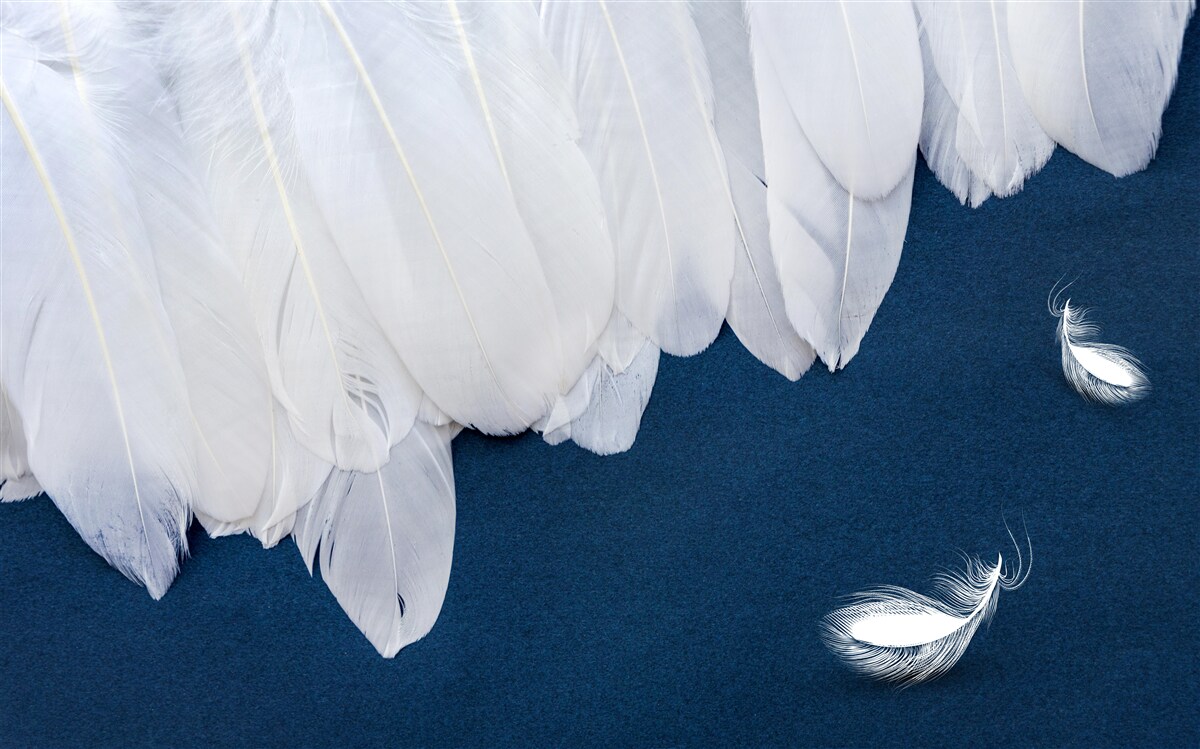 Fototapeta lekki delikatny puch