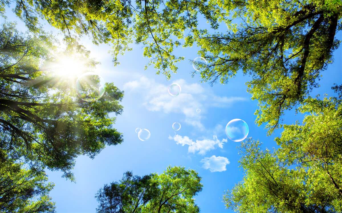 Fototapeta zielony las jest oświetlony jasnymi promieniami słońca