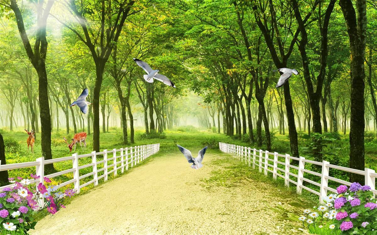 Fototapeta w lesie gołębie witają ciepłe promienie słońca