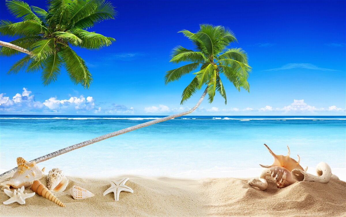 Fototapeta plaża w tropikalnej okolicy i palmy, gdzie panuje cisza