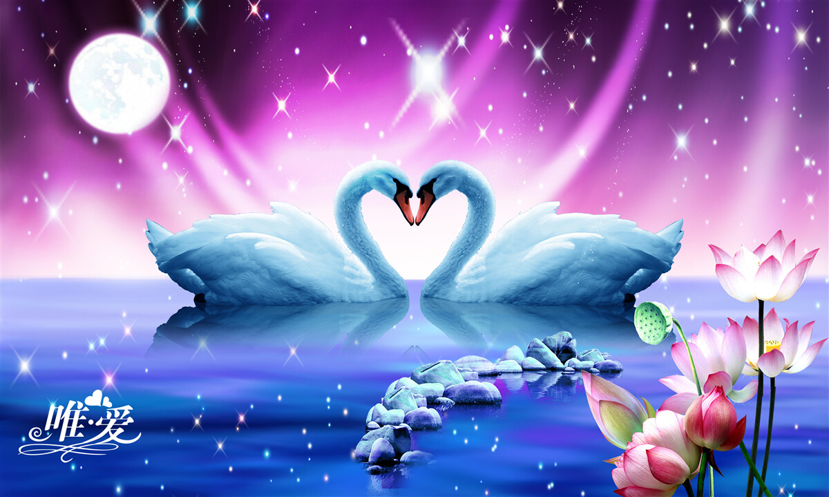 Fototapeta zakochane łabędzie tworzą kształt serca