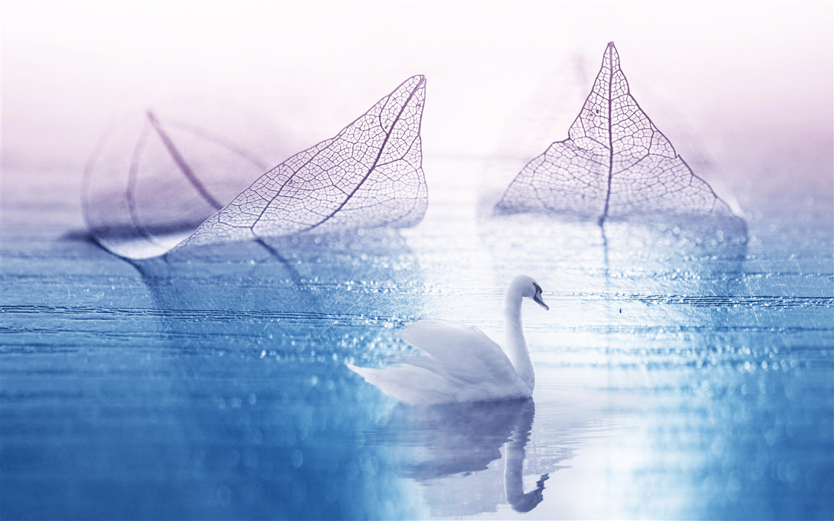 Fototapeta Śnieżnobiały łabędź zdobi spokojną wodę