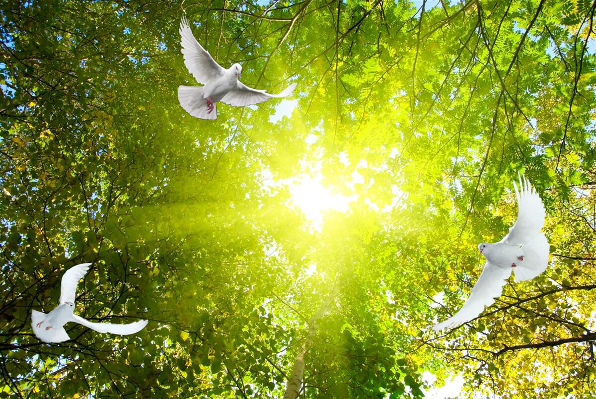 Fototapeta ptaki latają w głębi lasu