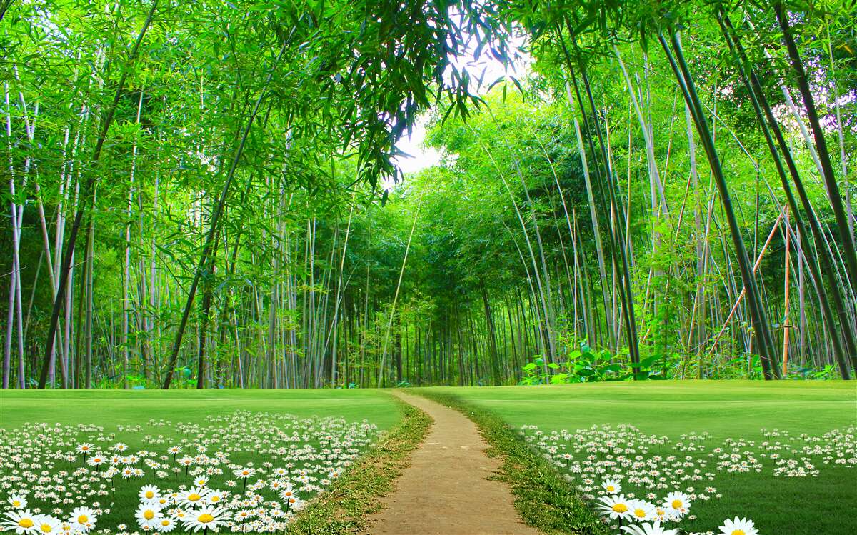 Fototapeta pole, które staje się gajem bambusowym