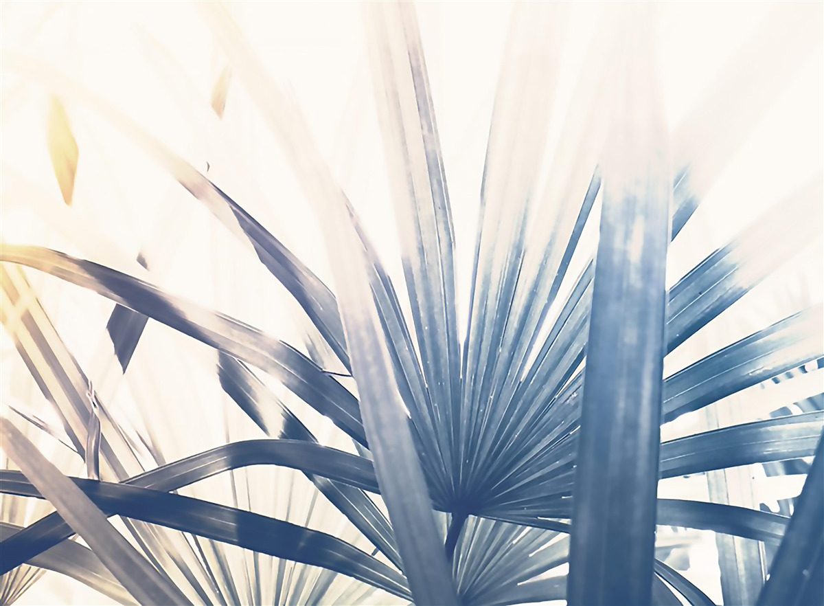 Fototapeta zbliżenia liści palmowych