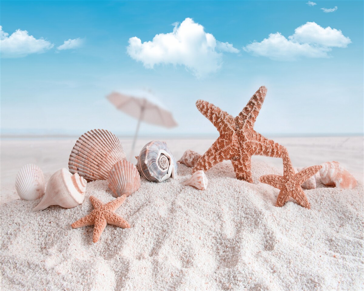 Fototapeta muszle skorupiaków na piaszczystym wybrzeżu